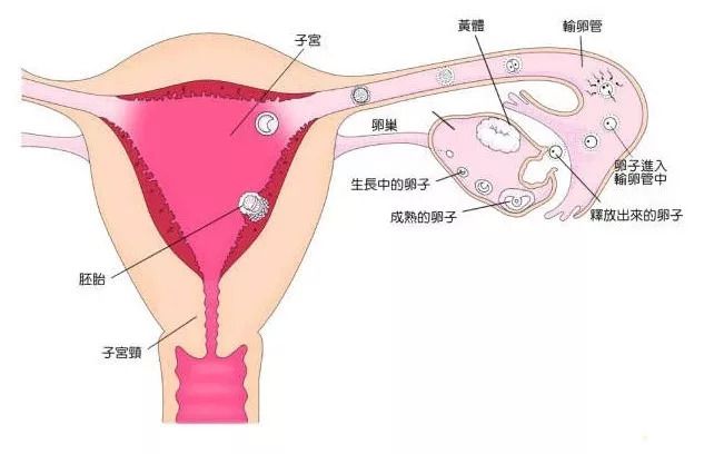 怀孕早期检测