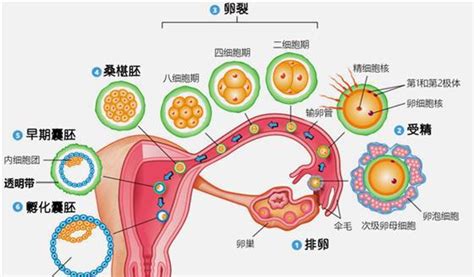 家庭关系