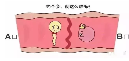 胎儿发育